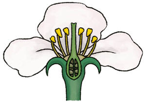 Juegos de Ciencias | Juego de Las partes de la flor (II) | Cerebriti
