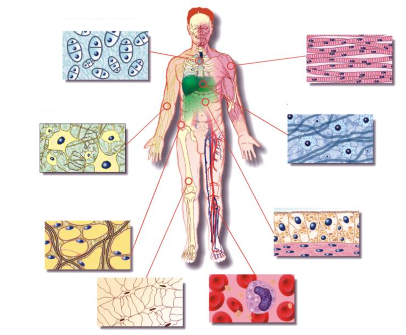 Los 14 Tipos De Tejidos Del Cuerpo Humano Y Sus Funciones Images Los 14 Tipos De Tejidos Del Cuerpo Humano Y Sus Funciones Images
