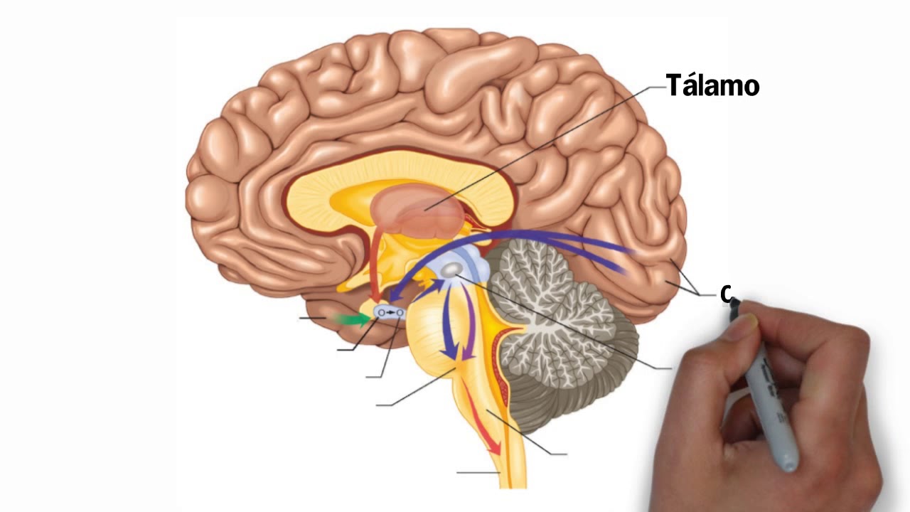 imagenes del cerebro humano real imagenes del cerebro humano real