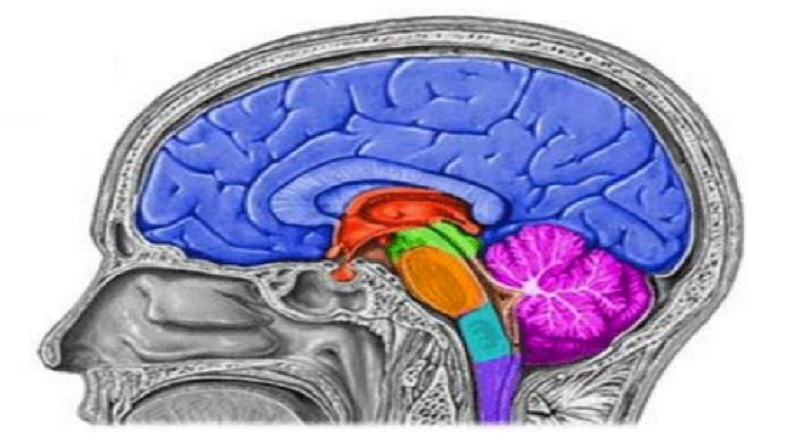 Brain 76. Encefal. Encefalul. Encefal radografie. Epilepsy.