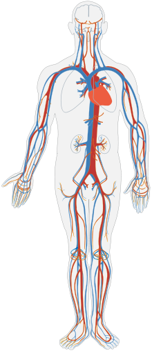 Fisiologia corpo humano resumo