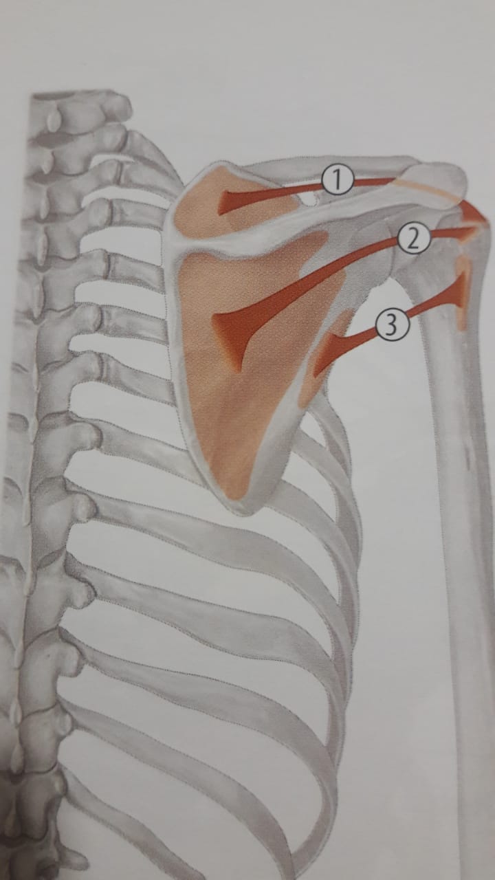 Insercion del musculo supraespinoso