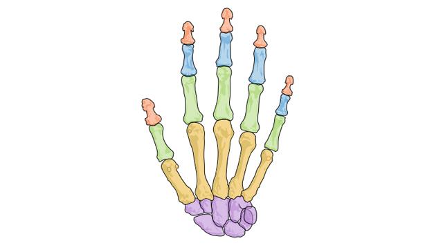 Juegos de Ciencias Juego de Huesos de la mano parte por