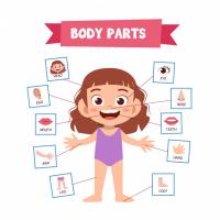 Juegos de Idiomas | Juego de Escribe las partes del cuerpo en ...