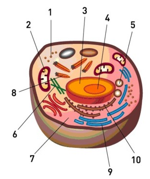 Juegos De Ciencias Juego De Partes De La Celula Cerebriti