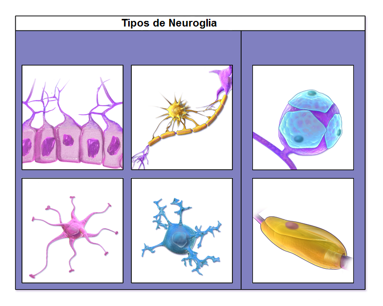 Juegos de Ciencias Juego de Tipos de neuroglías Cerebriti