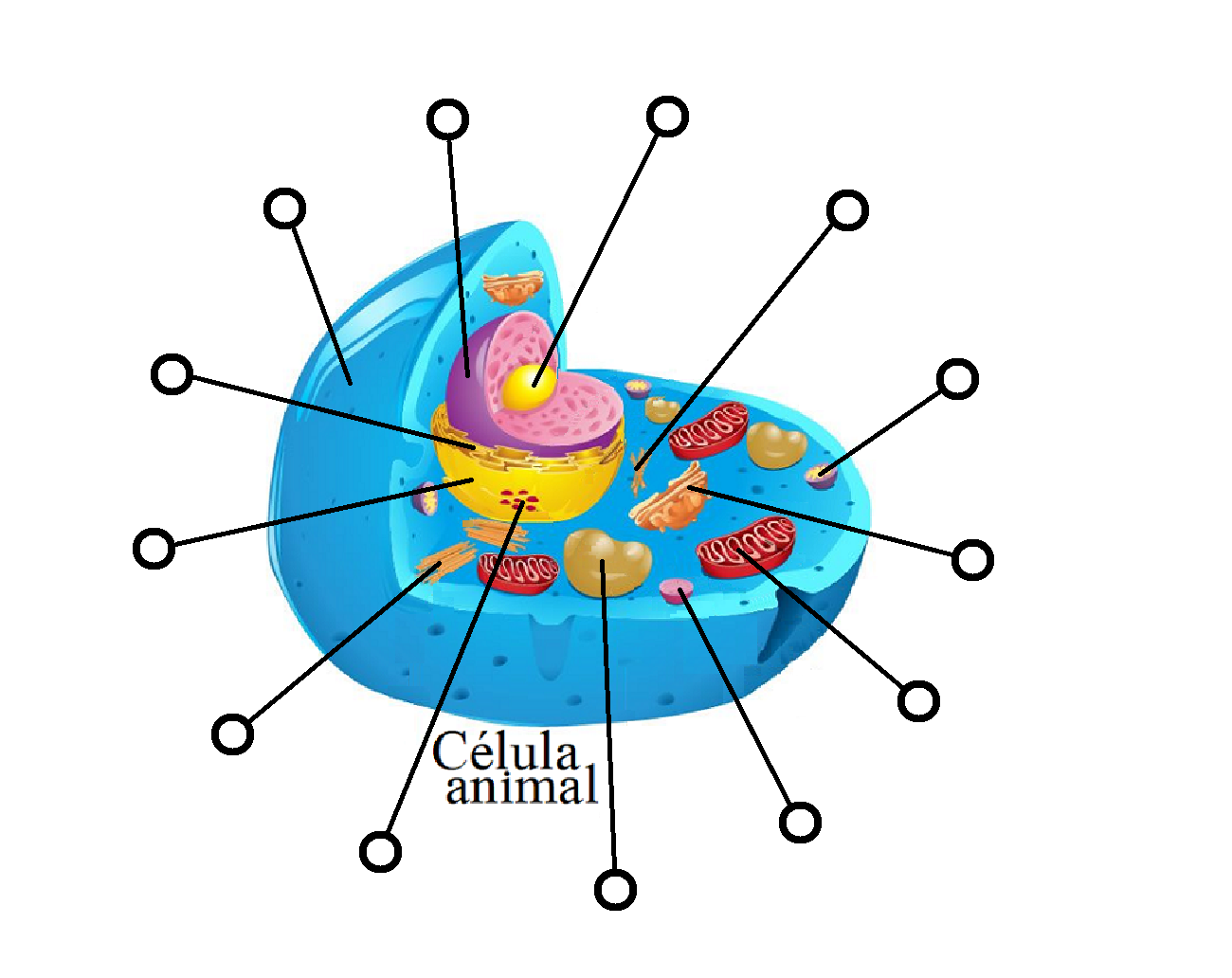 Juegos De Ciencias Juego De Partes De La Celula Uanl