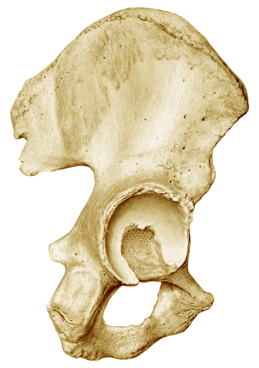 Juegos de Ciencias | Juego de prueba22 | Cerebriti diagram femur bone 